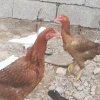 لاری وجوجه روسی