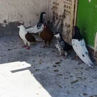 کفتر