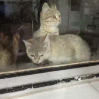 گربه|گربه|زنجان, |دیوار