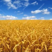 کاه گندم امسال