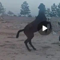 نریان|اسب و تجهیزات اسب‌سواری|سمنان, |دیوار