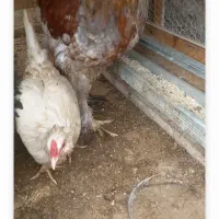 خروس برهما اصیل