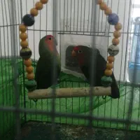 یک جفت طوطی کوتوله|پرنده|زرند, |دیوار