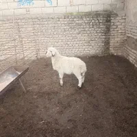 ۲رآس بره نر،بهترین جنس دار ،قزل افشار ،خوراک خور|حیوانات مزرعه|آق قلا, |دیوار