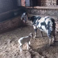 بزپاکستانی شیرا