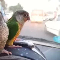 گرینجیک یلوساید ردفکتور