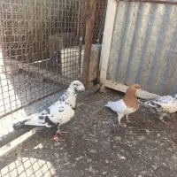 کفتر بزک سینه سلیمونی و یال|پرنده|شیراز, دوکوهک|دیوار