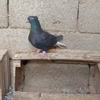 کبوتر اشعل