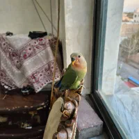 طوطی کوتوله برزیلی دستی|پرنده|اردبیل, |دیوار