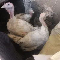 بوقلمون گوشتی خونگی