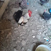 خروس عربی|پرنده|شادگان, |دیوار