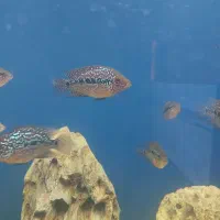 جوجه فلاور کامفا پرخط و خال|ماهی|کرج, گلشهر|دیوار