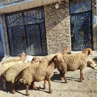 تعدا 6راس گوسفند ناب عروسک آبستن سنگین مالچه