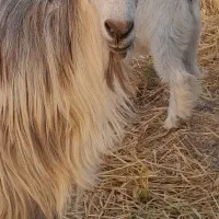 بز جوان نیمه گوشت لاغر