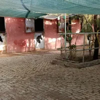 مجموعه سوارکاری شکار شیراز