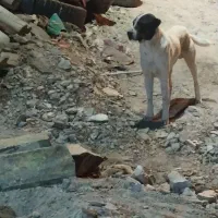 سگ گله افغان اصل|سگ|بیرجند, |دیوار