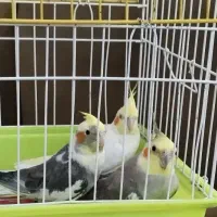 عروس هلندی جم