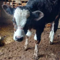 گوساله مونت|حیوانات مزرعه|مینودشت, |دیوار