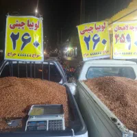 لوبیا چیتی|عمده‌فروشی|دهدشت, |دیوار