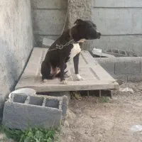 سگ پیتبول پیت بول نر|سگ|اصفهان, بهارستان|دیوار