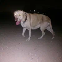 سگ پژدر|سگ|مشهد, همت آباد|دیوار