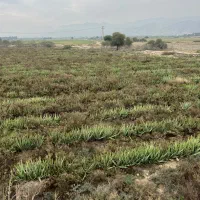 فروش آلوئه ورا