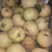 به درجه یک ارگانیک وخوشمزه وآبدار|خوردنی و آشامیدنی|شیراز, دوکوهک|دیوار