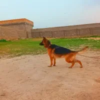 ژرمن ماده