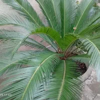 گل سیگاس نر|گل و گیاه طبیعی|رشت, نظری|دیوار