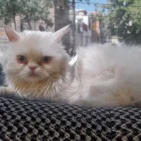 گربه ماده 1نیم سال