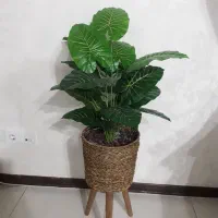 گل و گلدان حصیری پایه دار نو