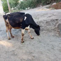 گاو ماده همراه گوساله اش