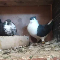 ساده کاکول نره ریش ماده|پرنده|کورین, |دیوار