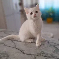 واگذاری گربه صورت عروسکی