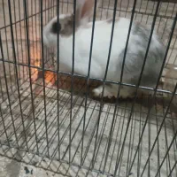 حیوانات مزرعه|حیوانات مزرعه|کوهدشت, |دیوار