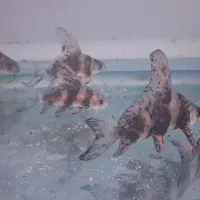 پوزه خرگوشی