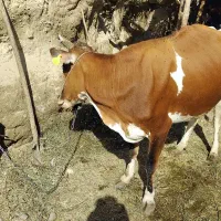 گاو ماده گوساله نر