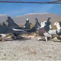 پرنده|پرنده|شیراز, کوشک بیدک|دیوار