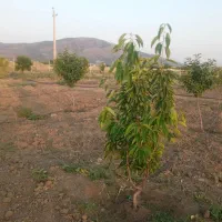 دشت بیلو. منطقه آزاد