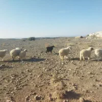 بره|حیوانات مزرعه|سیرجان, |دیوار