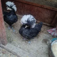 مرغ مینا و مرغ کاکولی|پرنده|یزد, |دیوار