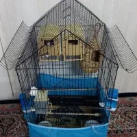 فنچ