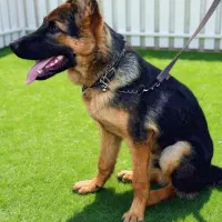 سگ .آموزش و پانسیون تخصصی سگ در یزد با تضمین