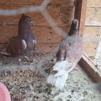 کفتر پرشی میخای بیا