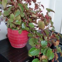 گل همیشه بهار ،حسن یوسف ، عروس و سانسوریا|گل و گیاه طبیعی|محمدیه-قزوین, |دیوار