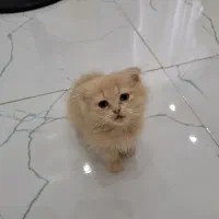بچه گربه  ماده اسکاتیش فولد