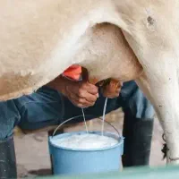 شیر تازه گاو