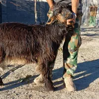 بز نر اصیل بختیاری شهرکردی مولد|حیوانات مزرعه|شیروان (خراسان), |دیوار