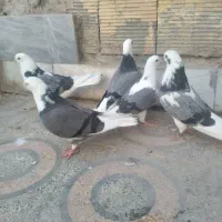 کبوتر شازده  ابلق  سبز   تهرونی   فلاورجان|پرنده|اصفهان, کوی امیریه|دیوار