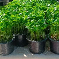 سبزه نارنج گلدان 12 پر